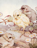 Art Prints of Chicks by Edward Julius Detmold