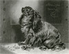 Art Prints of The Pet of the Duchess by Edwin Henry Landseer