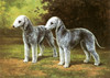 Art Prints of Bedlington Terriers by Edwin Megargee