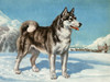 Art Prints of Siberian Husky by Edwin Megargee