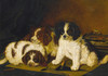 Art Prints of Three Spaniel Puppies, English School
