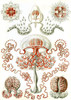 Art Prints of Anthomedusae, Plate 46 by Ernest Haeckel