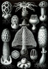 Art Prints of Basimycetes, Plate 63 by Ernest Haeckel