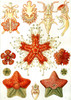 Art Prints of Asteridea, Plate 40 by Ernest Haeckel