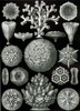 Art Prints of Hexacoralla, Plate 26 by Ernest Haeckel