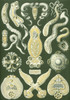 Art Prints of Platodes, Plate 75 by Ernest Haeckel