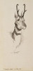 Art Prints of A Pronghorn Antelope by Frederic Remington