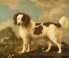 Art Prints of Brown and White Norfolk or Water Spaniel by George Stubbs