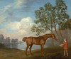 Art Prints of Pumpkin with a Stable Lad by George Stubbs