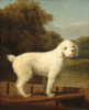 Art Prints of White Poodle in a Punt by George Stubbs