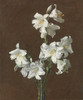 Art Prints of White Lilies by Henri Fantin-Latour