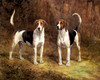 Art Prints of Two Foxhounds, No. 2 by Heywood Hardy