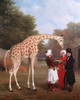 Art Prints of Nubian Giraffe by Jacques-Laurent Agasse