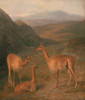 Art Prints of Vicunas by Jacques-Laurent Agasse
