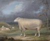 Art Prints of A Border Leicester Ewe by James Ward