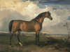 Art Prints of Eagle, a Celebrated Stallion by James Ward
