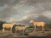 Art Prints of Ryelands Sheep, the King's Ram and Ewe by James Ward