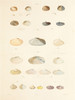 Art Prints of Shells, Plate 7 by Jean-Baptiste Lamarck