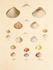 Art Prints of Shells, Plate 10 by Jean-Baptiste Lamarck