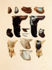 Art Prints of Shells, Plate 16 by Jean-Baptiste Lamarck