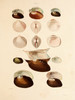 Art Prints of Shells, Plate 14 by Jean-Baptiste Lamarck