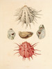 Art Prints of Shells, Plate 22 by Jean-Baptiste Lamarck