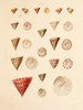 Art Prints of Shells, Plate 37 by Jean-Baptiste Lamarck