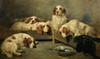 Art Prints of An Unexpected Visitor, Clumber Spaniels in a Kennel by John Emms