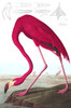 Art Prints of American Flamingo by John James Audubon