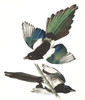 Art Prints of American Magpie by John James Audubon