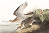 Art Prints of Bartram Sandpiper by John James Audubon