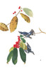 Art Prints of Cerulean Warbler by John James Audubon