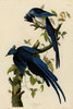 Art Prints of Columbia Jay by John James Audubon