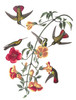 Art Prints of Mango Hummingbird by John James Audubon