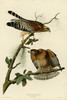 Art Prints of Red Shouldered Hawk by John James Audubon