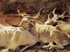 Art Prints of Oxen in Repose by John Singer Sargent