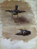 Art Prints of Two Studies of a Bluebird by John Singer Sargent