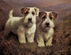 Art Prints of Sealyham Terriers by Lilian Cheviot