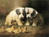 Art Prints of Sealyham Puppies and Ducklings by Lilian Cheviot