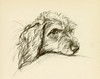 Art Prints of Oonagh, Head Resting, Wire Haired Dachshund by Lucy Dawson