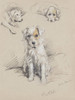 Art Prints of Patch, Wire Haired Terrier II by Lucy Dawson