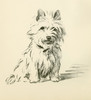 Art Prints of West Highland White Terrier by Lucy Dawson