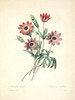 Art Prints of Anemone, Plate 24 by Pierre-Joseph Redoute