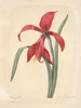 Art Prints of Amaryllis, Plate 10 by Pierre-Joseph Redoute