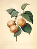 Art Prints of Apricot Peach, Plate 78 by Pierre-Joseph Redoute
