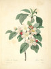 Art Prints of Apple Blossom, Plate 27 by Pierre-Joseph Redoute