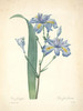 Art Prints of Fringed Iris, Plate 49 by Pierre-Joseph Redoute