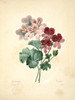 Art Prints of Geranium, Plate 56 by Pierre-Joseph Redoute