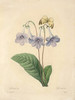 Art Prints of Gloxinia, Plate 9 by Pierre-Joseph Redoute