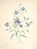 Art Prints of Harebell, Plate 89 by Pierre-Joseph Redoute